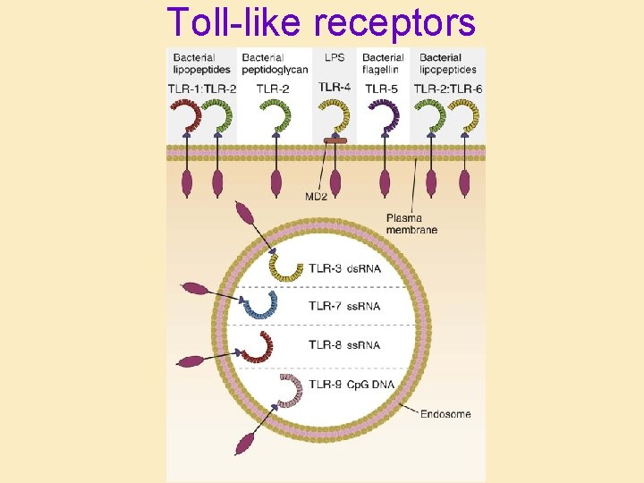 Toll-like receptors 