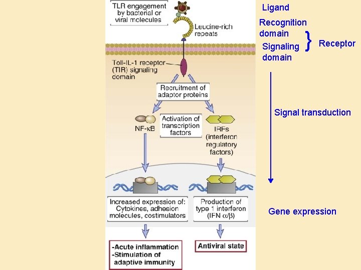 Ligand Recognition domain Signaling domain } Receptor Signal transduction Gene expression 