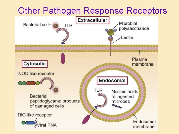 Other Pathogen Response Receptors 