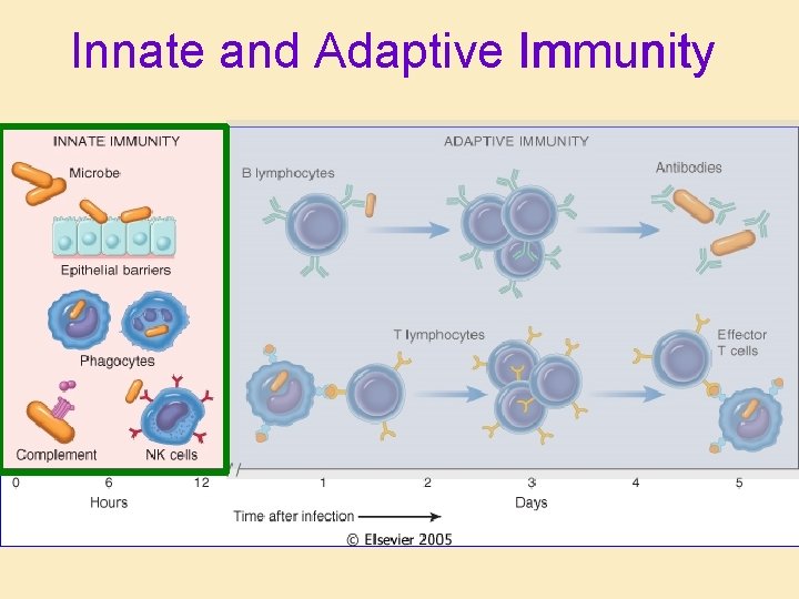 Innate and Adaptive Immunity 