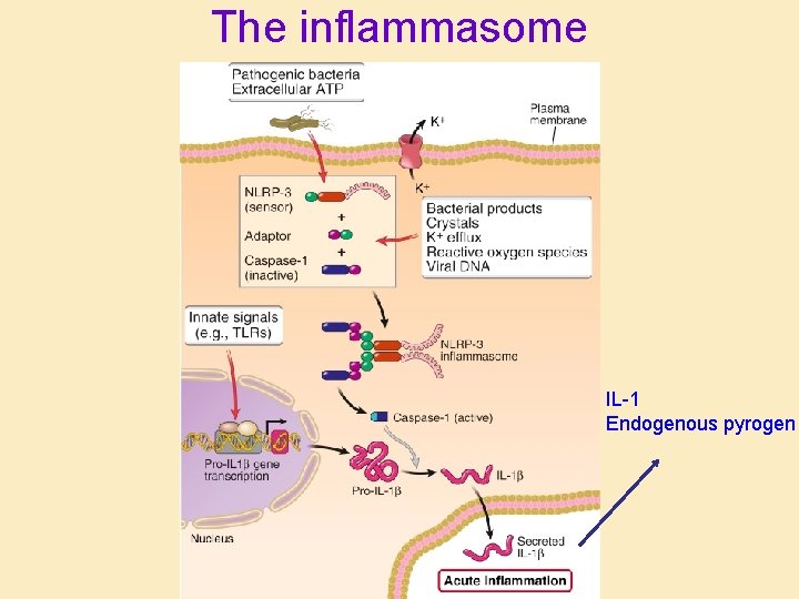The inflammasome IL-1 Endogenous pyrogen 