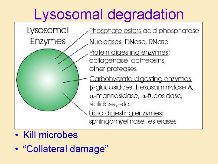Lysosomal degradation • Kill microbes • “Collateral damage” 
