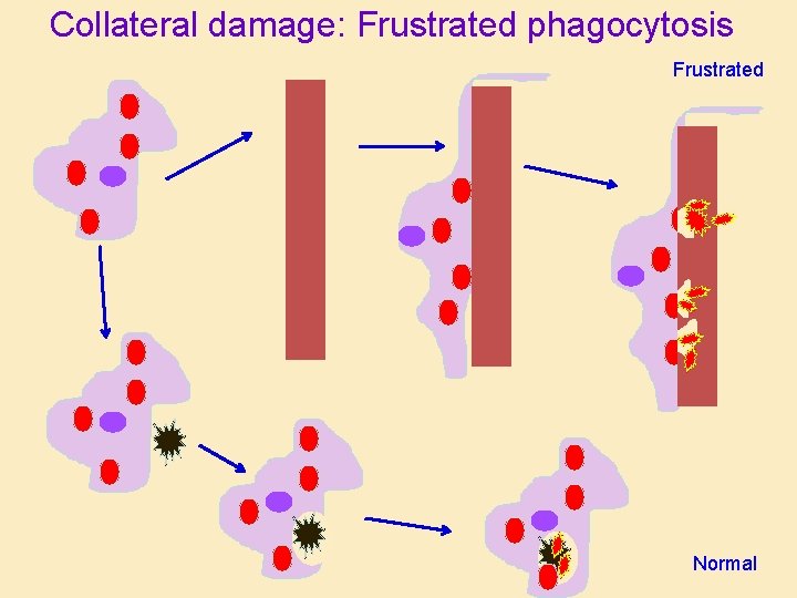 Collateral damage: Frustrated phagocytosis Frustrated Normal 