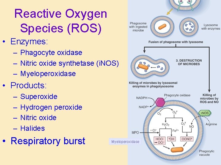 Reactive Oxygen Species (ROS) • Enzymes: – Phagocyte oxidase – Nitric oxide synthetase (i.
