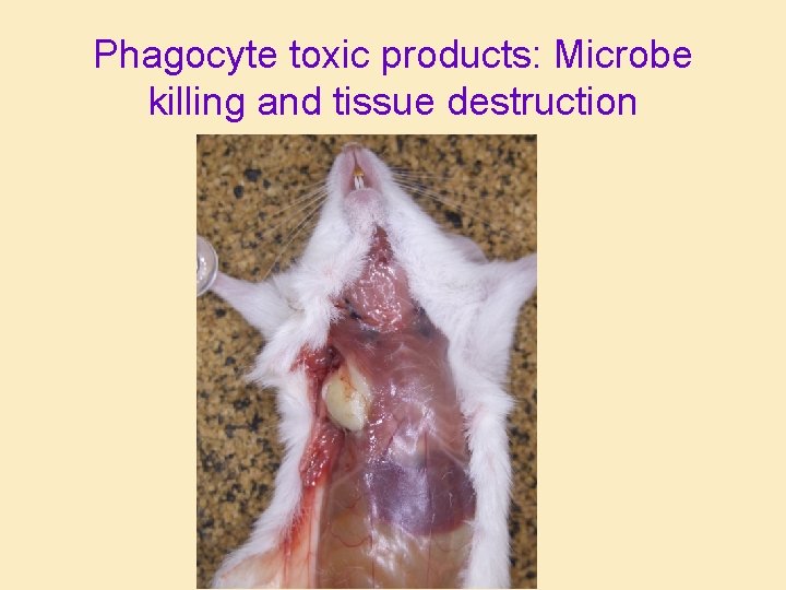Phagocyte toxic products: Microbe killing and tissue destruction 