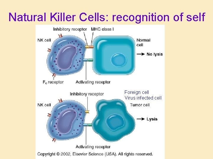 Natural Killer Cells: recognition of self Foreign cell Virus infected cell 