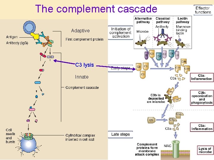 The complement cascade Adaptive C 3 lysis Innate 