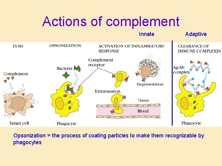 Actions of complement Innate Adaptive Opsonization = the process of coating particles to make
