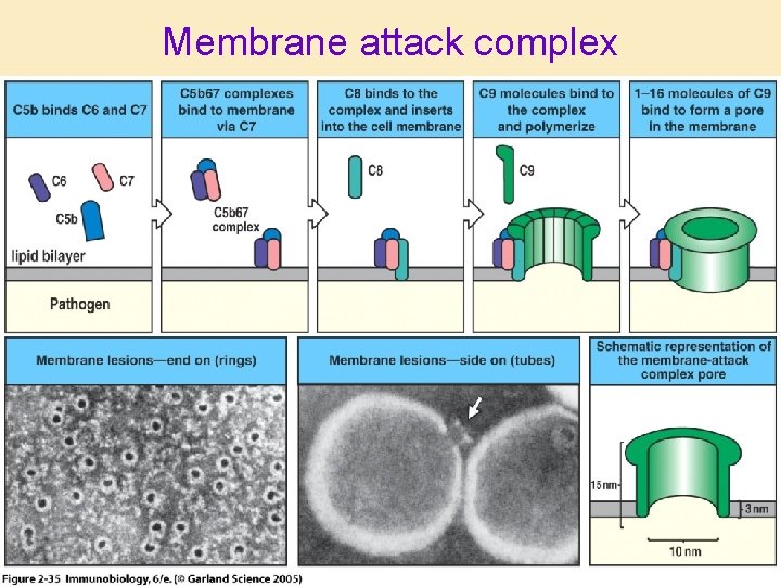 Membrane attack complex 