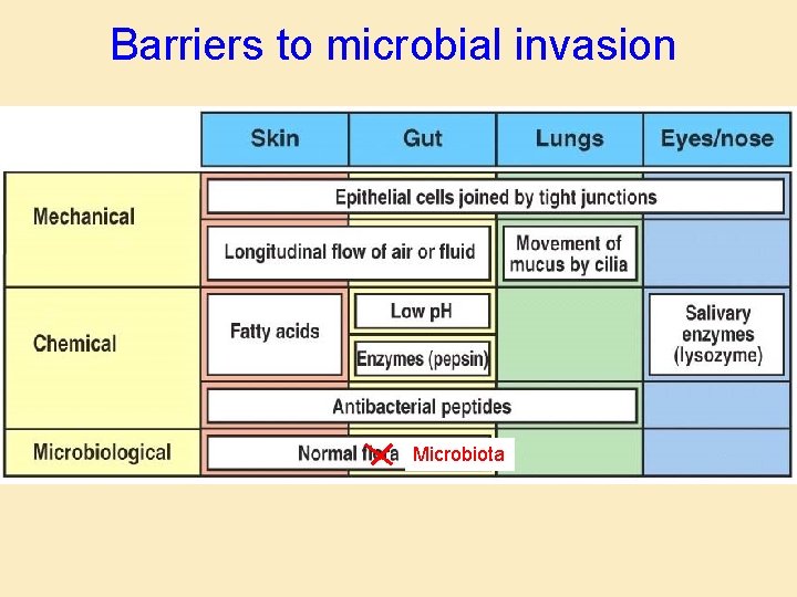 Barriers to microbial invasion Figure 2 -4 Microbiota 