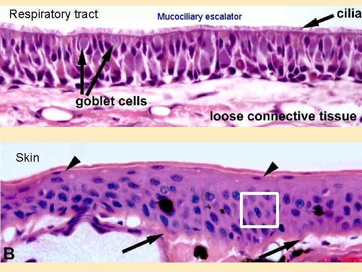 Respiratory tract Skin Mucociliary escalator 