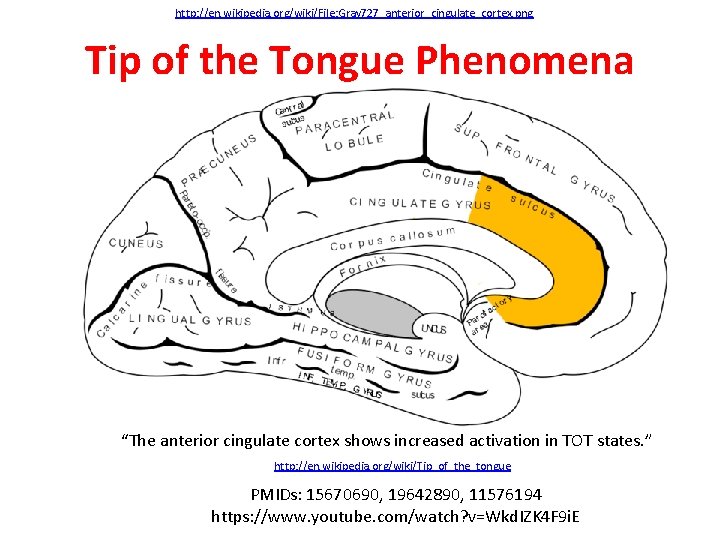 http: //en. wikipedia. org/wiki/File: Gray 727_anterior_cingulate_cortex. png Tip of the Tongue Phenomena “The anterior