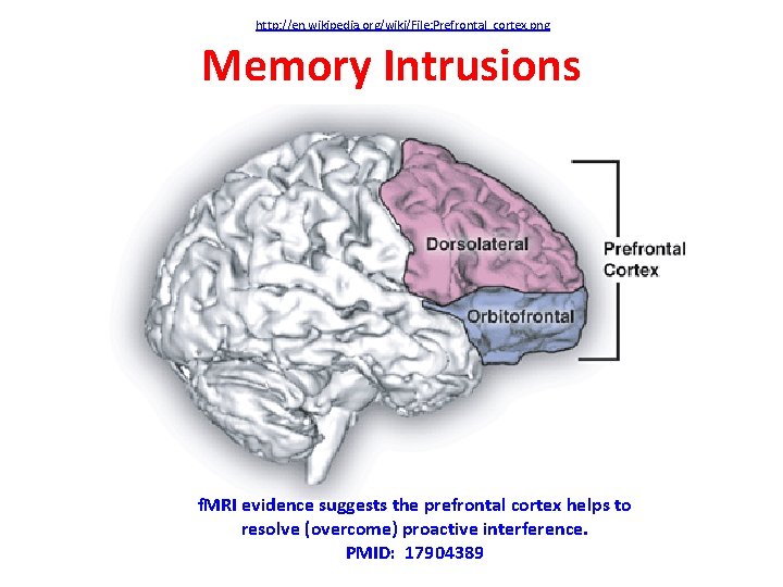 http: //en. wikipedia. org/wiki/File: Prefrontal_cortex. png Memory Intrusions f. MRI evidence suggests the prefrontal