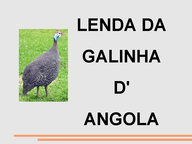 MORTE LENDA DA GALINHA D' ANGOLA 