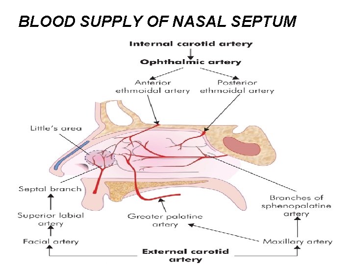 BLOOD SUPPLY OF NASAL SEPTUM 