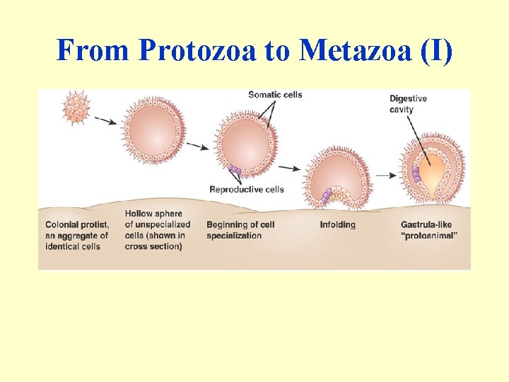 From Protozoa to Metazoa (I) 