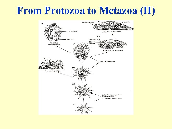 From Protozoa to Metazoa (II) 