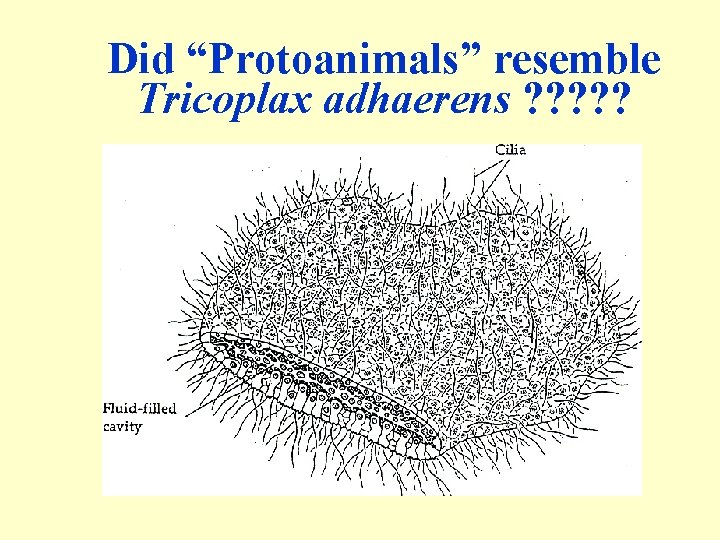 Did “Protoanimals” resemble Tricoplax adhaerens ? ? ? 