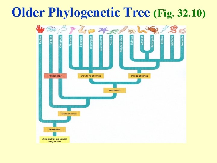 Older Phylogenetic Tree (Fig. 32. 10) 