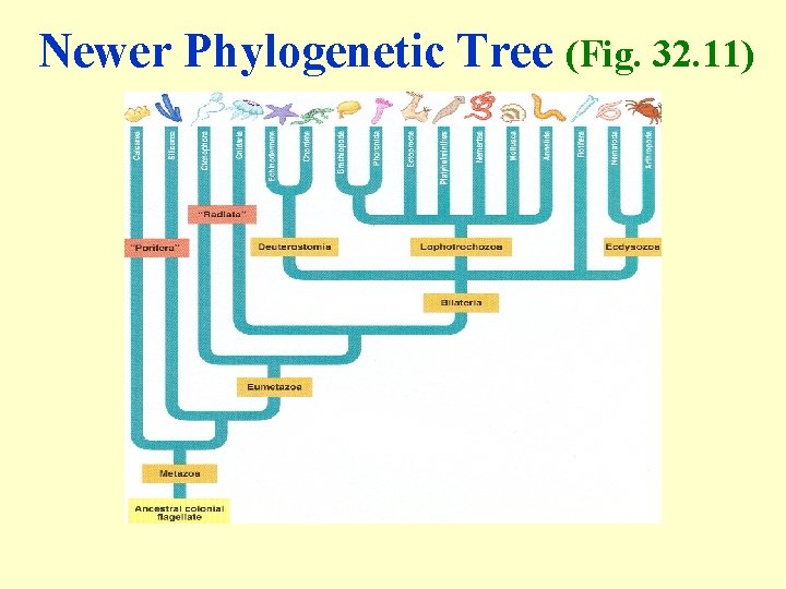 Newer Phylogenetic Tree (Fig. 32. 11) 