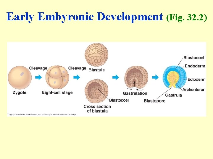 Early Embyronic Development (Fig. 32. 2) 