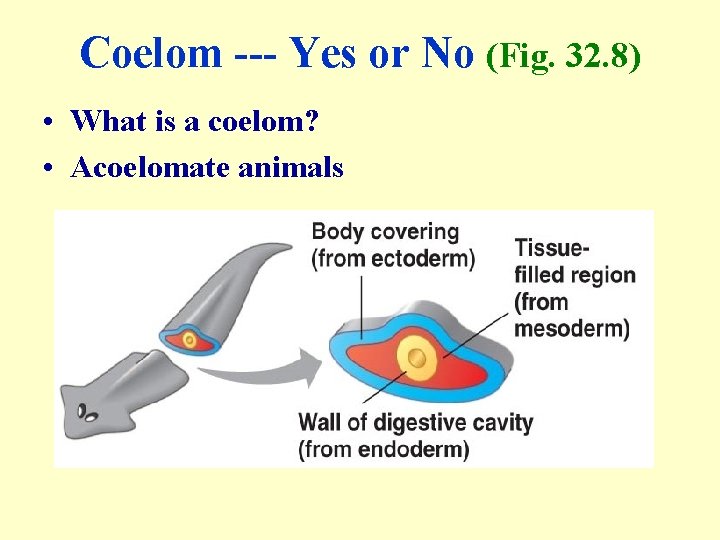 Coelom --- Yes or No (Fig. 32. 8) • What is a coelom? •