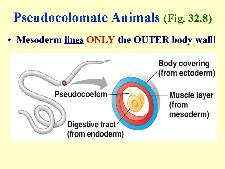 Pseudocolomate Animals (Fig. 32. 8) • Mesoderm lines ONLY the OUTER body wall! 