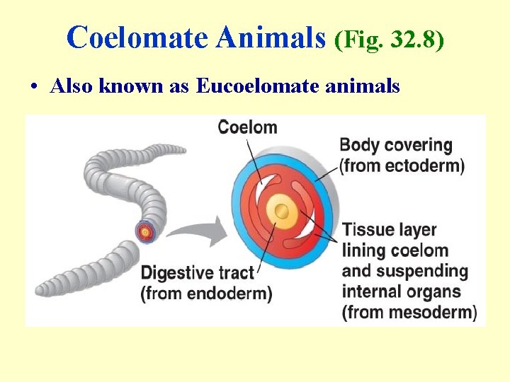 Coelomate Animals (Fig. 32. 8) • Also known as Eucoelomate animals 