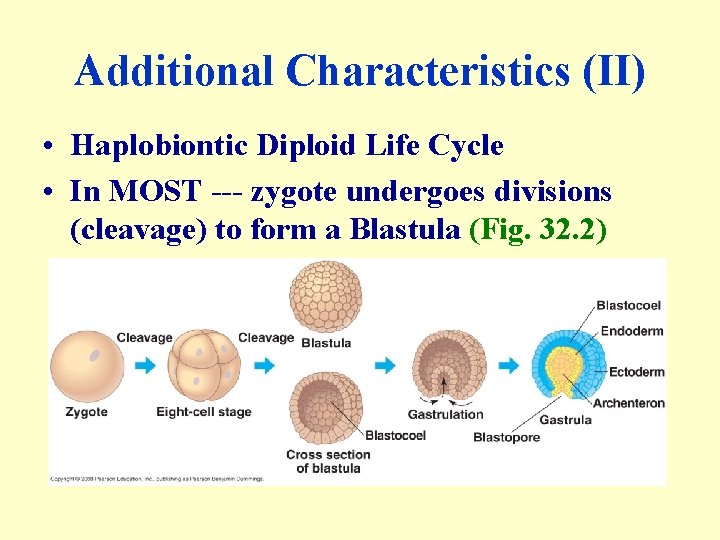 Additional Characteristics (II) • Haplobiontic Diploid Life Cycle • In MOST --- zygote undergoes