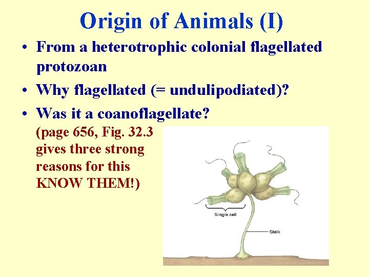 Origin of Animals (I) • From a heterotrophic colonial flagellated protozoan • Why flagellated