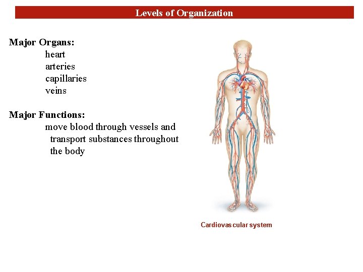 Levels of Organization Major Organs: heart arteries capillaries veins Major Functions: move blood through