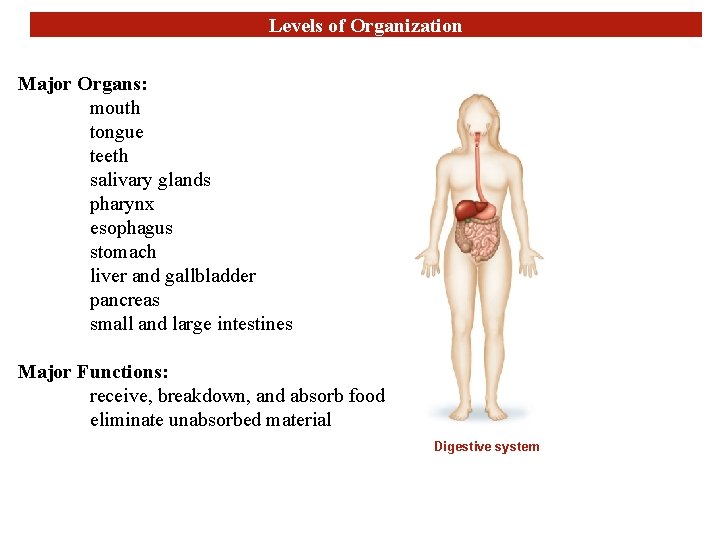 Levels of Organization Major Organs: mouth tongue teeth salivary glands pharynx esophagus stomach liver