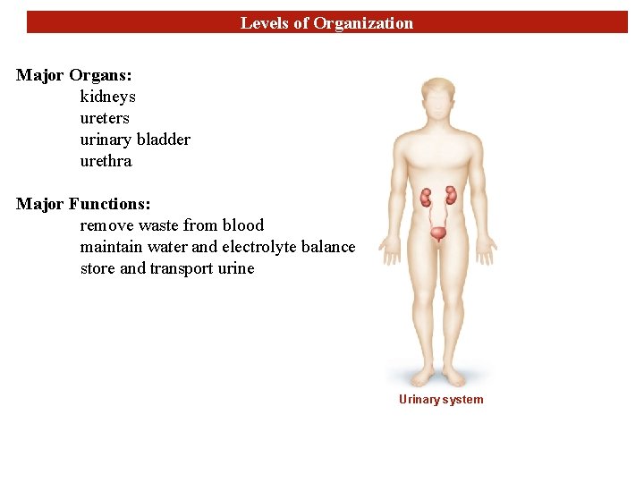 Levels of Organization Major Organs: kidneys ureters urinary bladder urethra Major Functions: remove waste