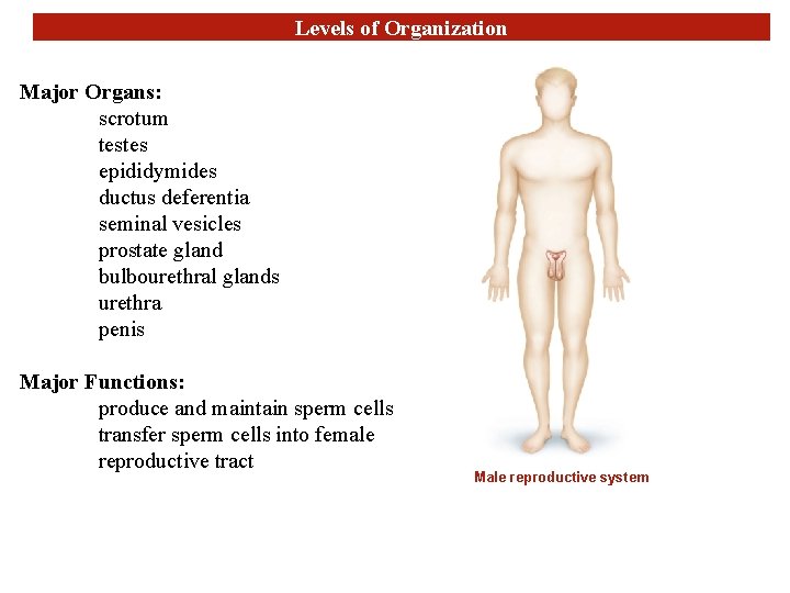 Levels of Organization Major Organs: scrotum testes epididymides ductus deferentia seminal vesicles prostate gland