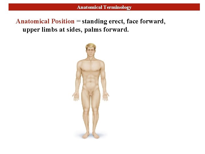 Anatomical Terminology Anatomical Position = standing erect, face forward, upper limbs at sides, palms