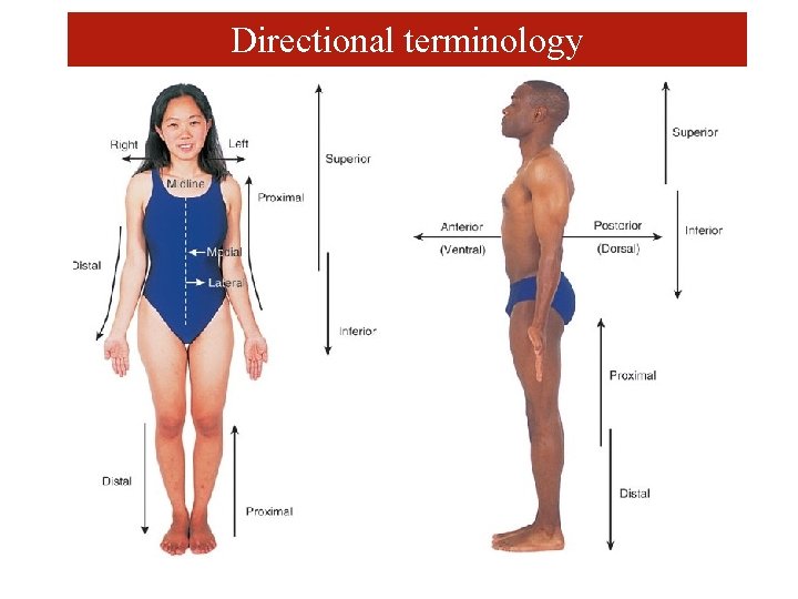 Directional terminology 