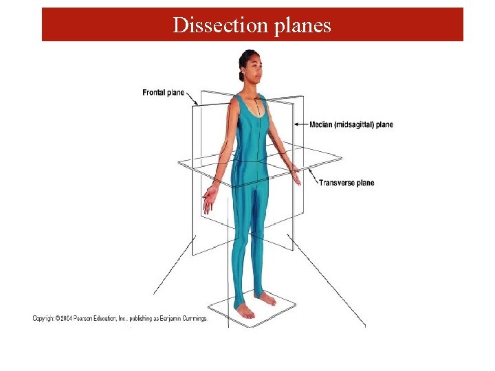 Dissection planes 