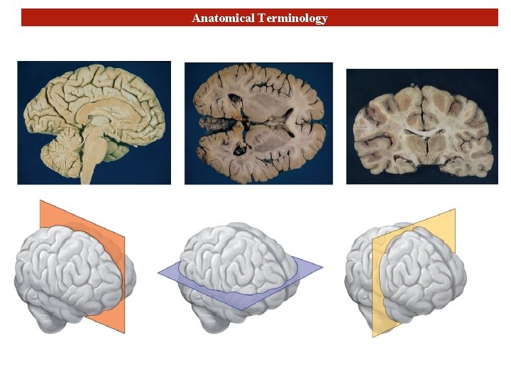 Anatomical Terminology 