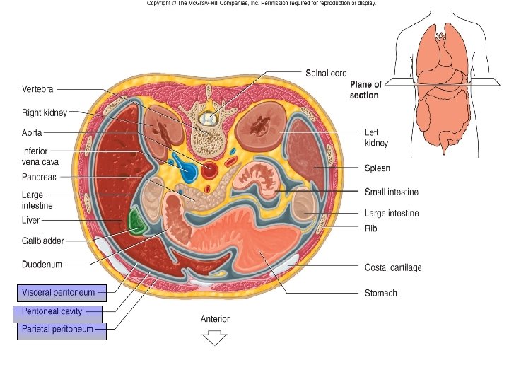 Organization of the Body 