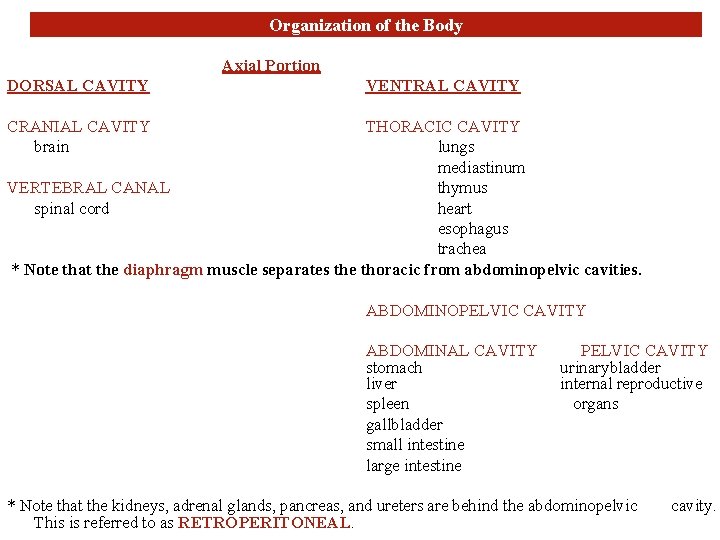 Organization of the Body Axial Portion DORSAL CAVITY VENTRAL CAVITY CRANIAL CAVITY brain THORACIC