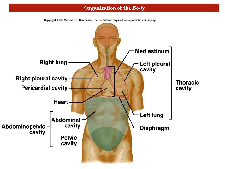 Organization of the Body 