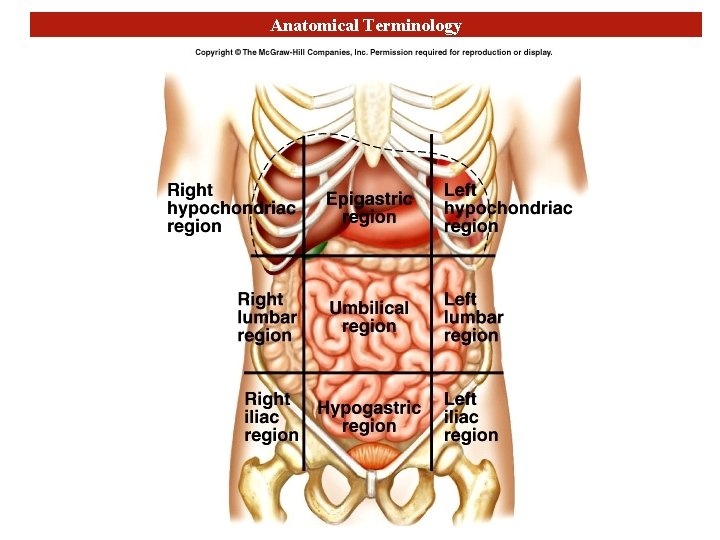 Anatomical Terminology 