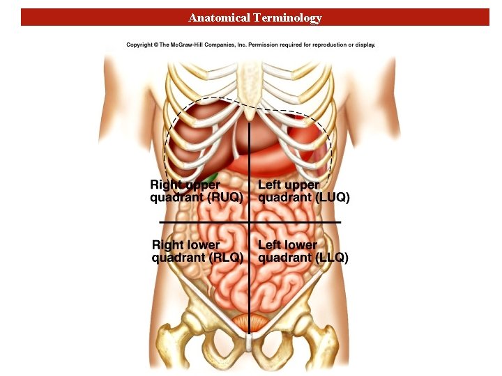 Anatomical Terminology 