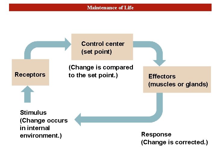 Maintenance of Life Control center (set point) Receptors Stimulus (Change occurs in internal environment.