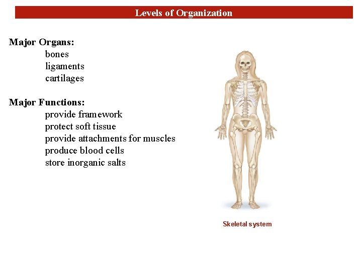 Levels of Organization Major Organs: bones ligaments cartilages Major Functions: provide framework protect soft