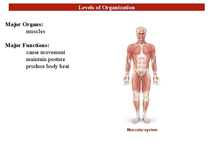 Levels of Organization Major Organs: muscles Major Functions: cause movement maintain posture produce body