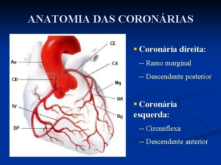 ANATOMIA DAS CORONÁRIAS § Coronária direita: -- Ramo marginal -- Descendente posterior § Coronária