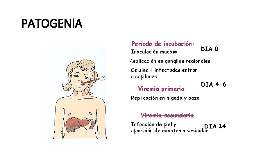 PATOGENIA Período de incubación: Inoculación mucosa DIA 0 Replicación en ganglios regionales Células T