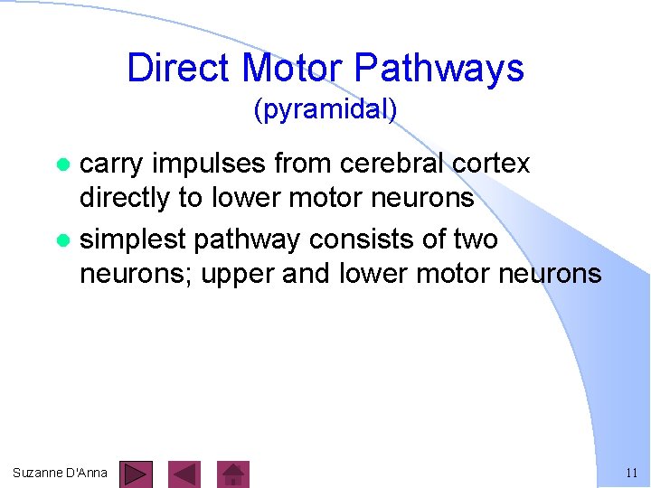 Direct Motor Pathways (pyramidal) carry impulses from cerebral cortex directly to lower motor neurons