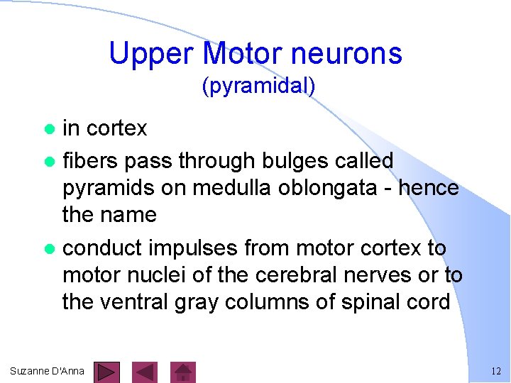 Upper Motor neurons (pyramidal) in cortex l fibers pass through bulges called pyramids on